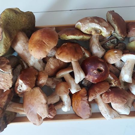 Apartman Abertamy Krusne Hory Zewnętrze zdjęcie